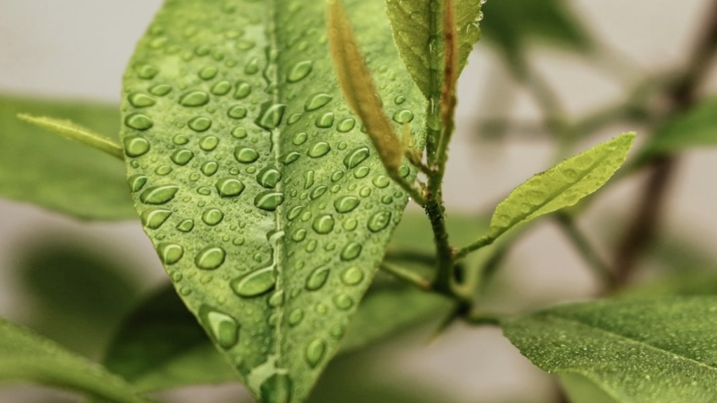 Close-up of a green leaf with water droplets on its surface.